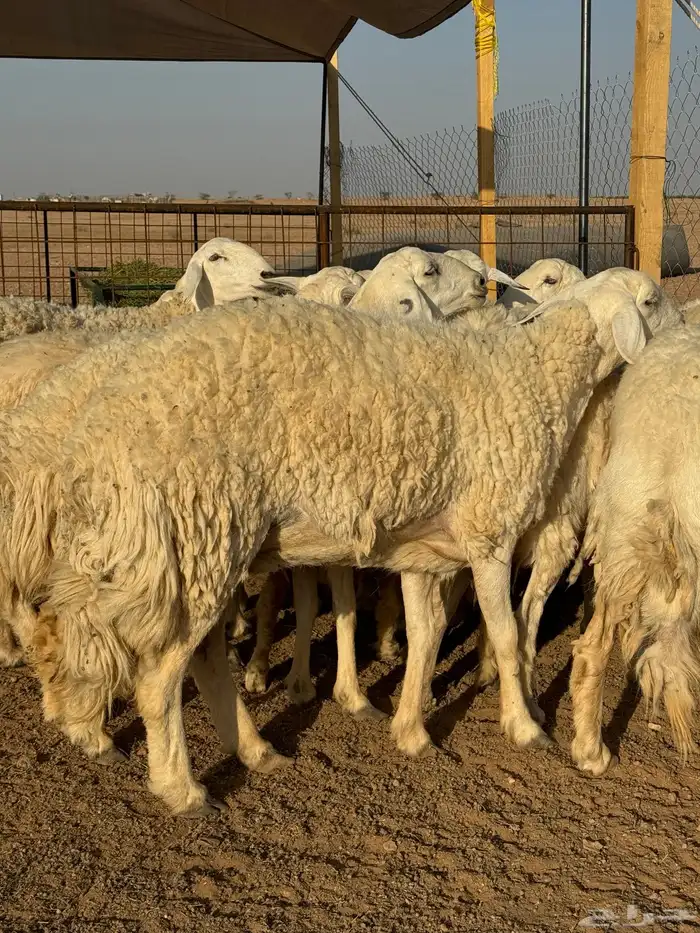 غنم حريات حرش مضريع ودفيع 2