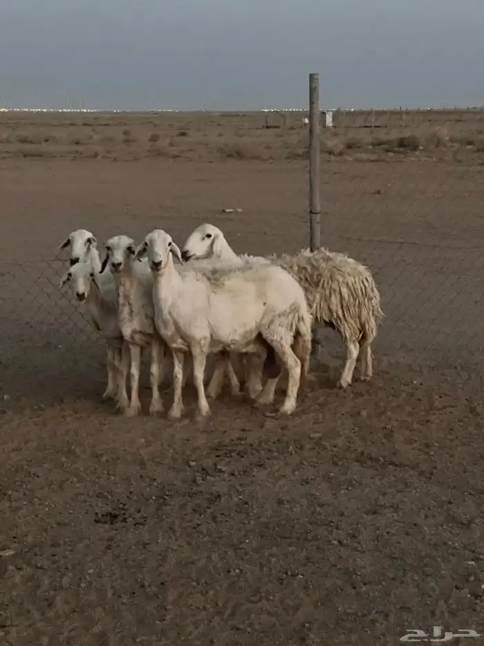 شياه حريات 1