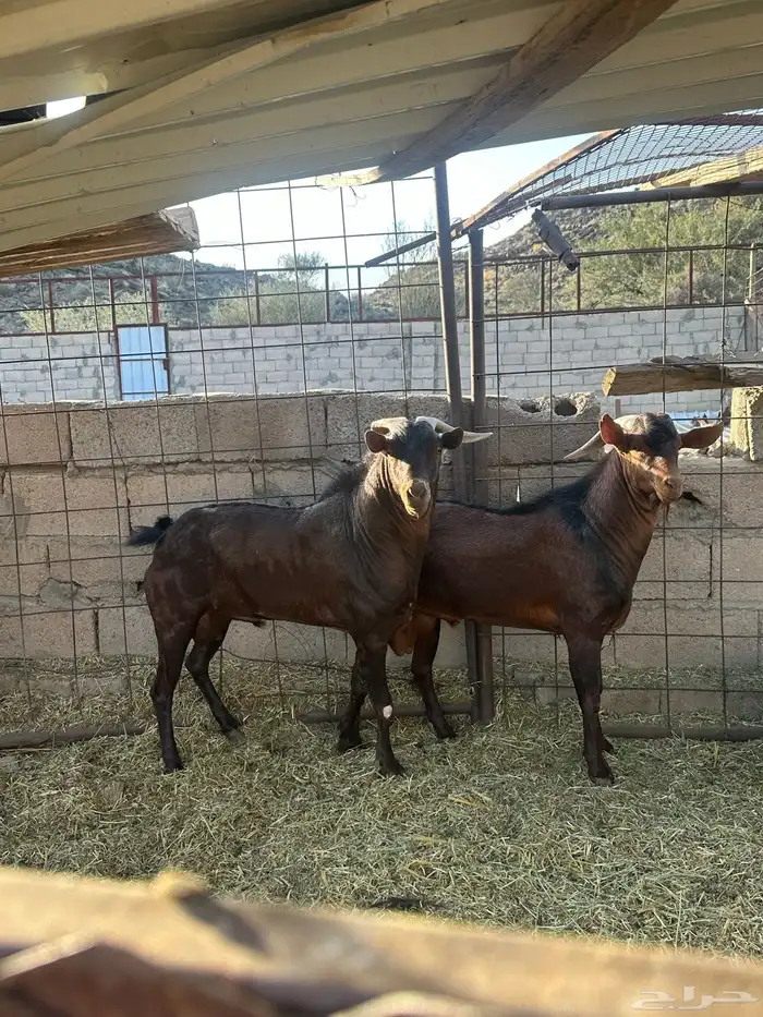 للبيع فحول دهم 0