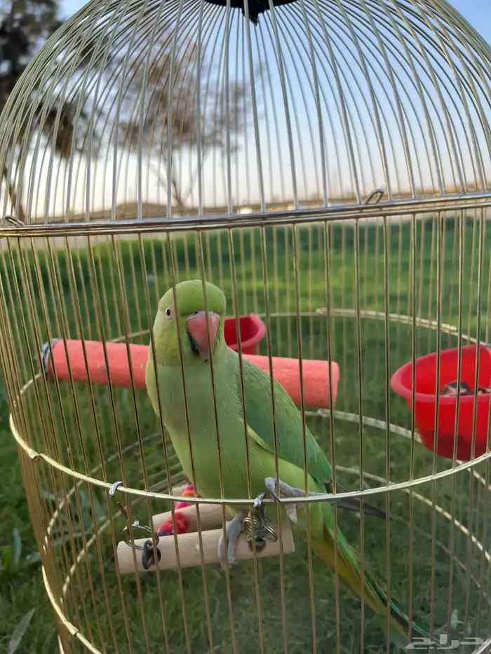 بغبغا الدره 3