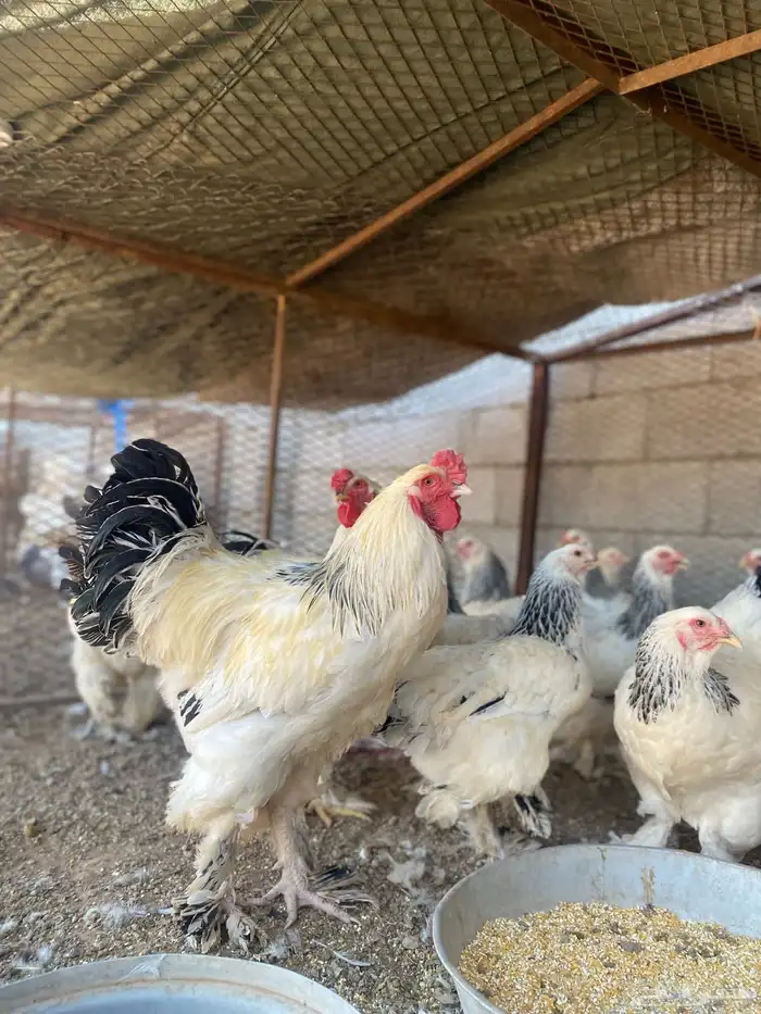 دجاج 6