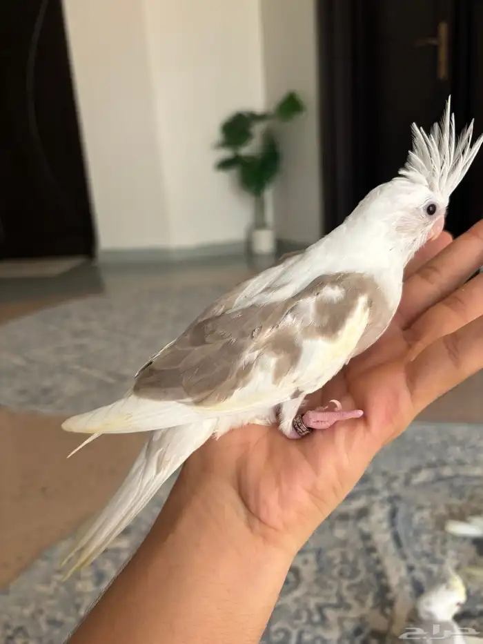 فروخ كروان ( بصمات - وبايد ) تصنيفات جميلة 3