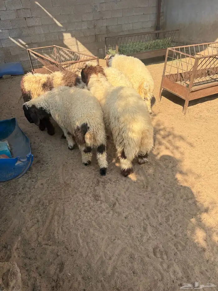 خمسه خرفان نعيمي فل الفل المنطقه الشرقيه أبقيق هجرة صلاصل 3