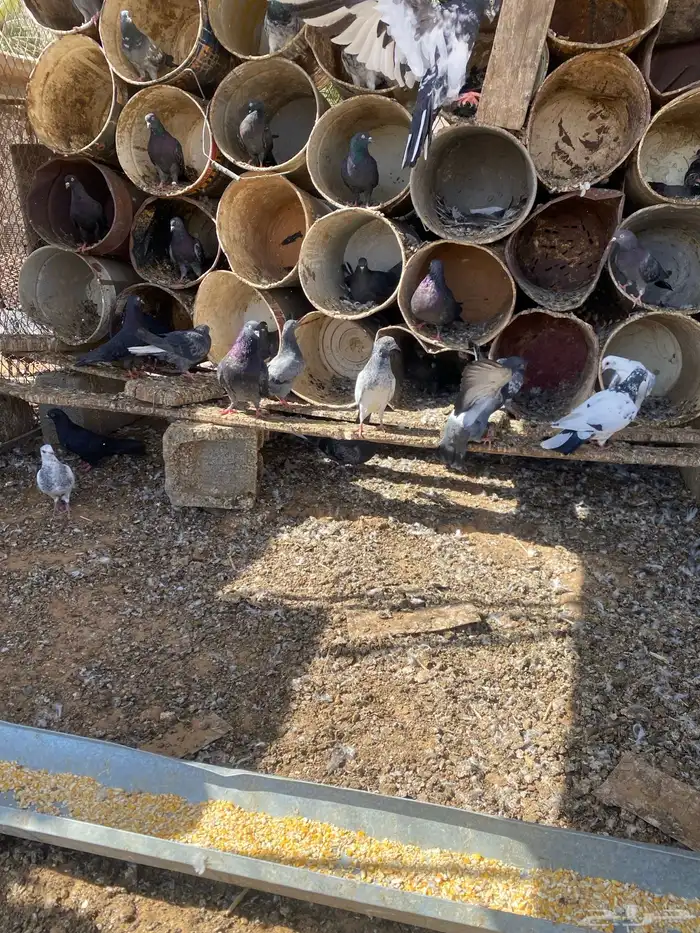 حمام 2
