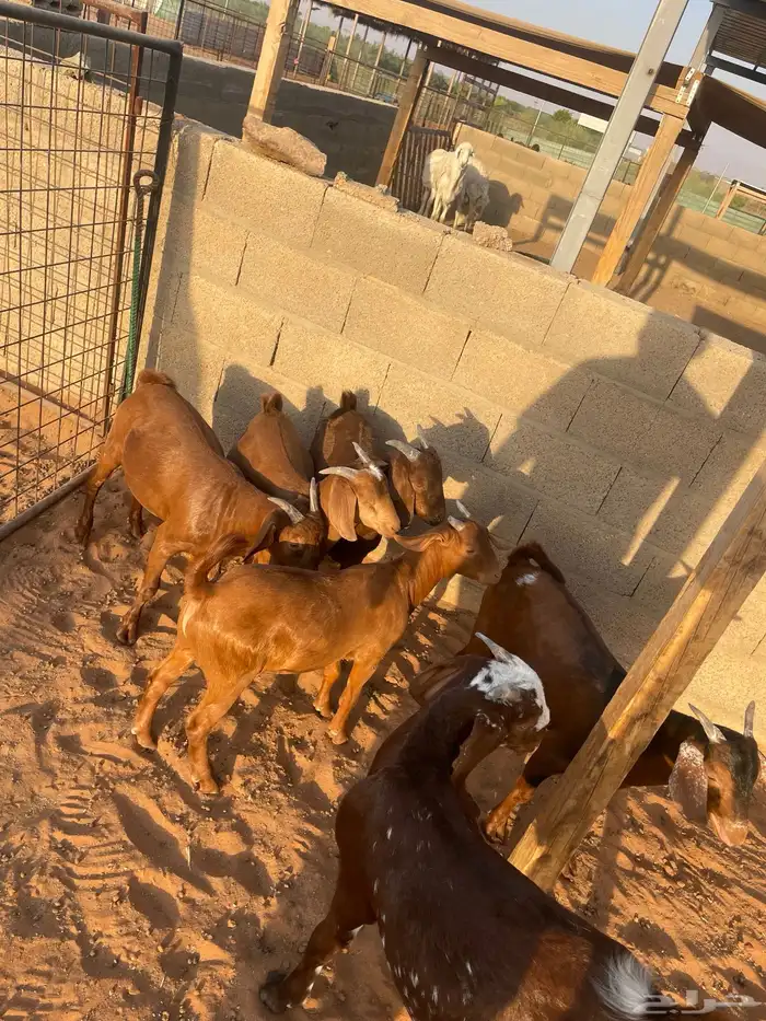 تيوس طيبة 1