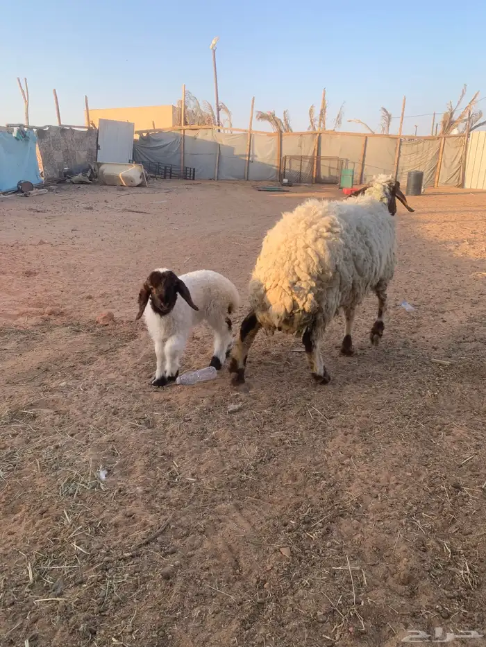سلام عليكم 3