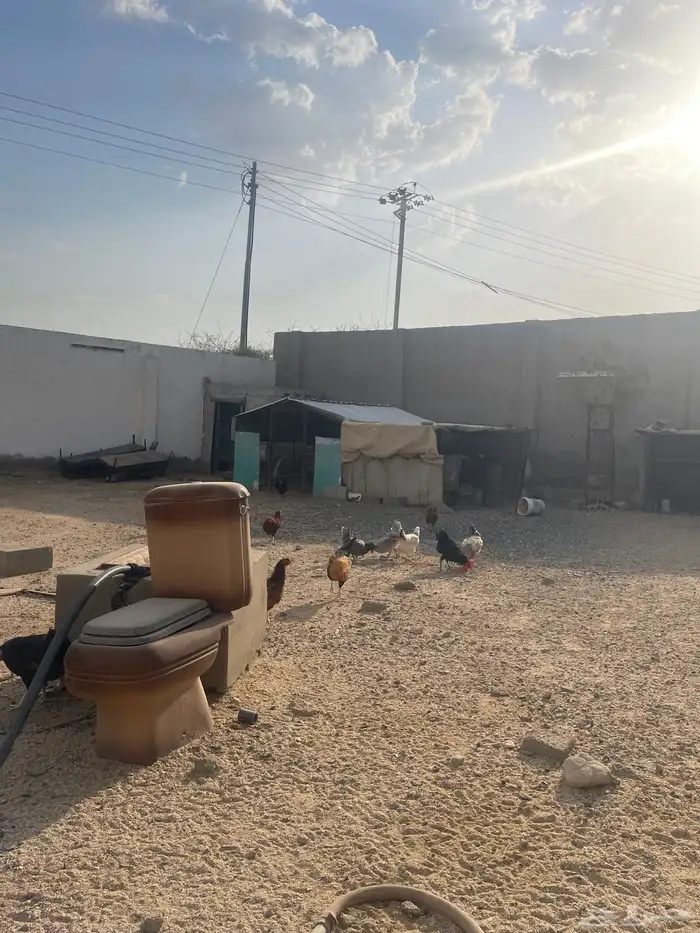 عرض دجاج فرنسي 9