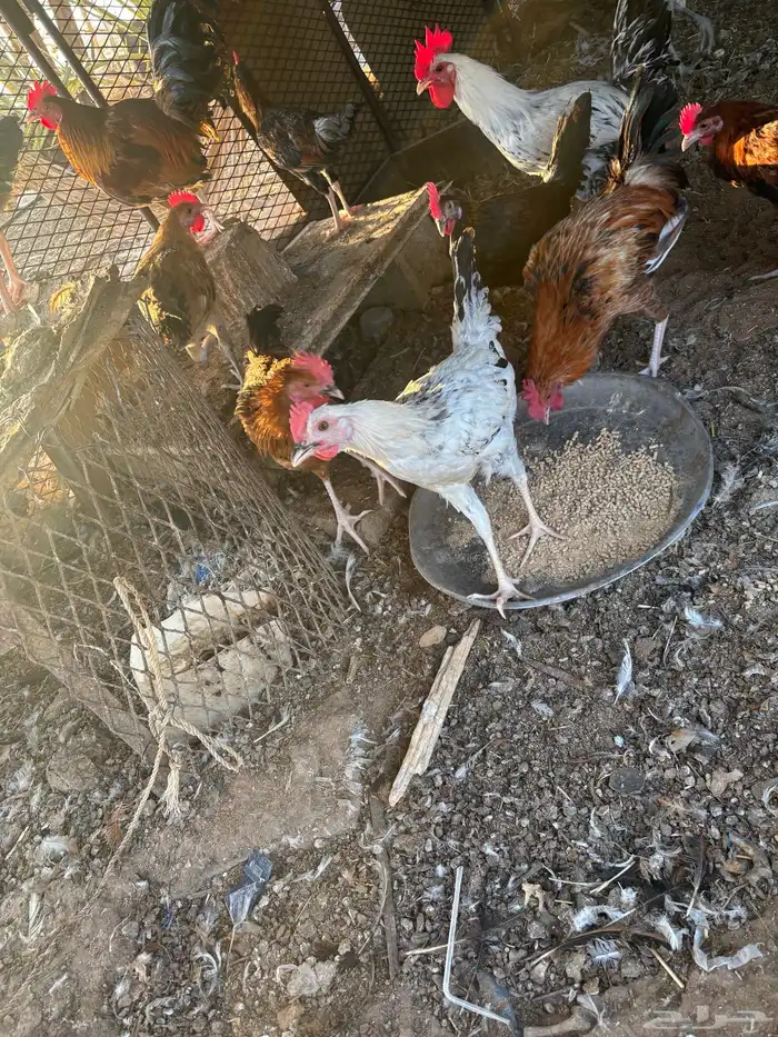ديكه بلدي 1