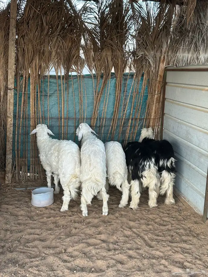 حريات حري ذبايح 2
