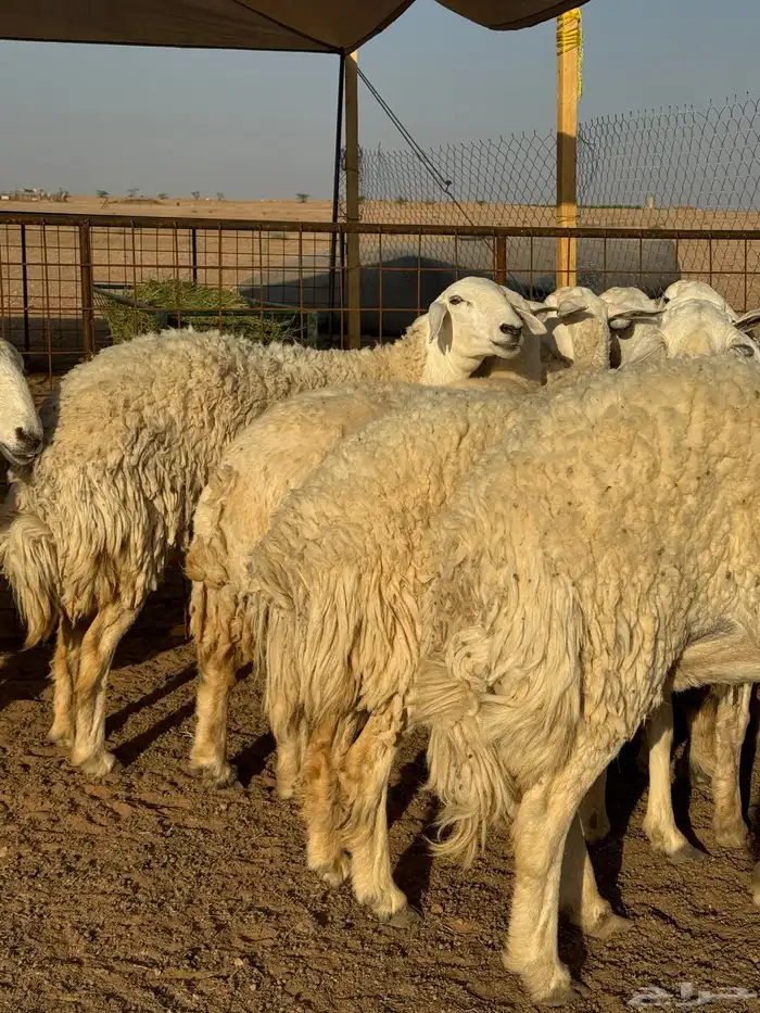 غنم حريات حرش مضريع ودفيع 0
