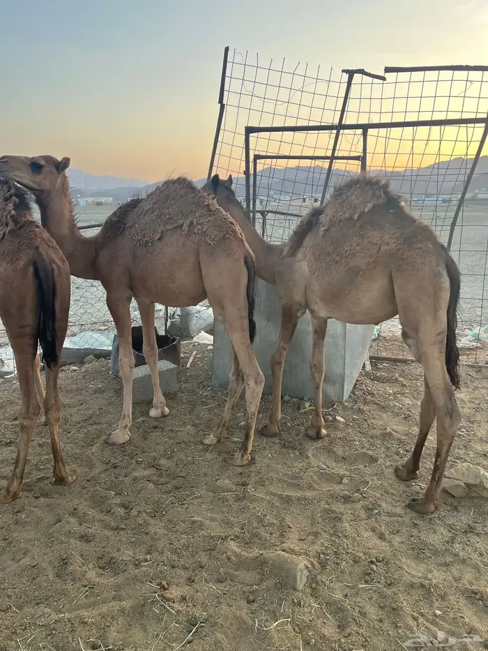 قعدان طيبات 2