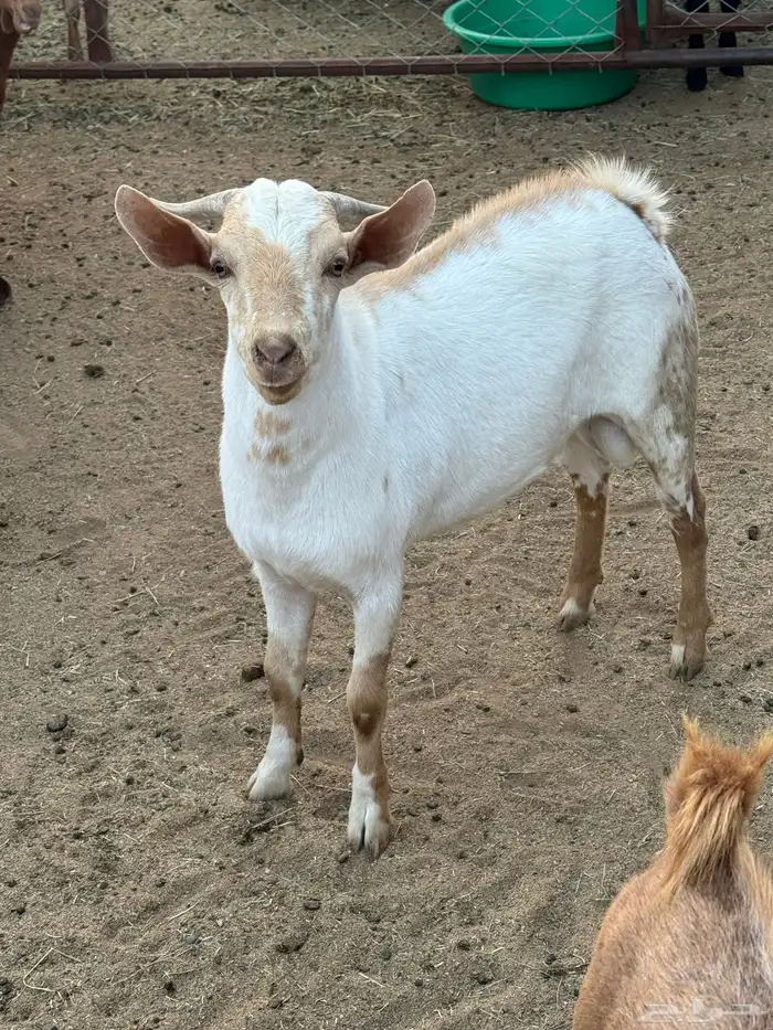 تيس احص ذبيحه 0