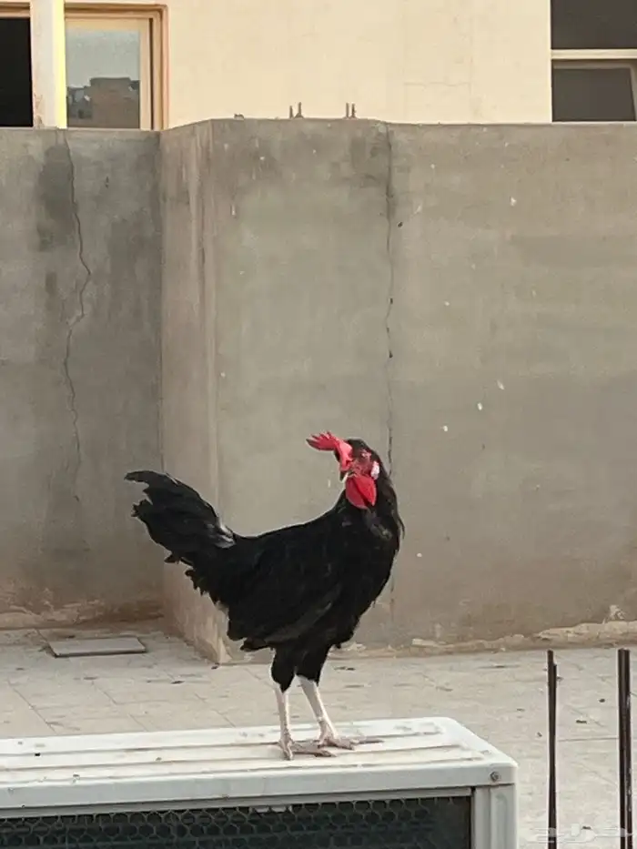 ديوك نوادر مفتل جانبيز 0