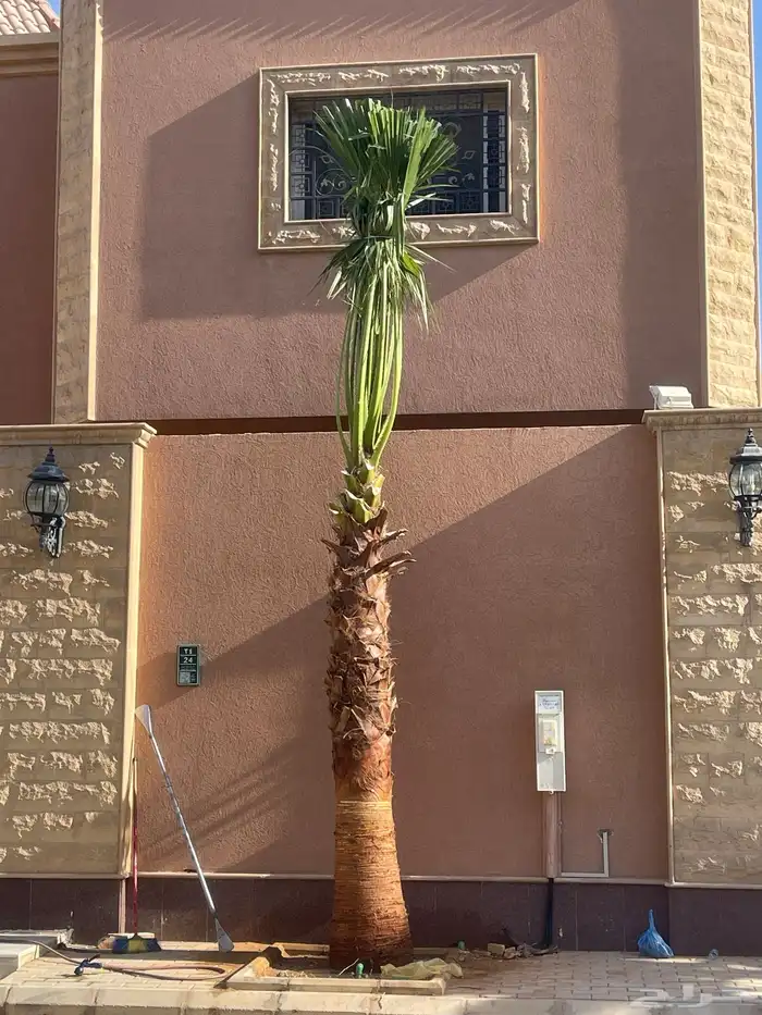 نخيل واشنطونيا للبيع بجميع انواع المقاسات لتواصل 4