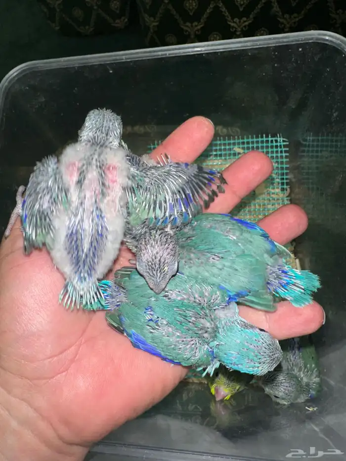 ميني روز بارتوليت 4