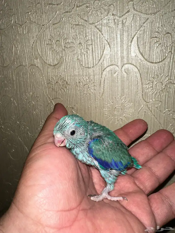 ميني روز بارتوليت 6