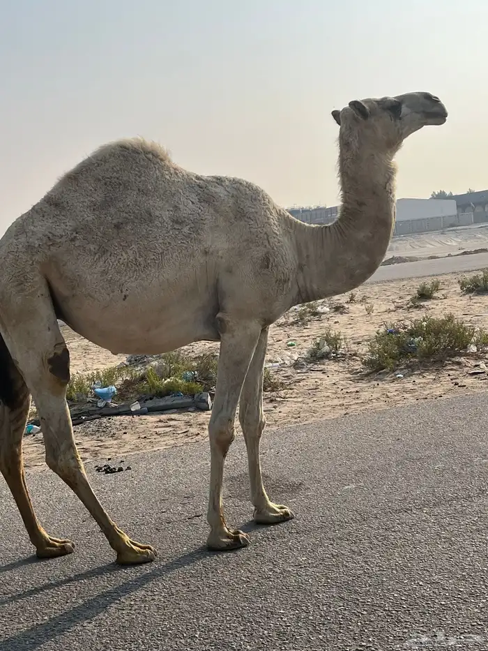 ثلاث لقحات للبيع 0
