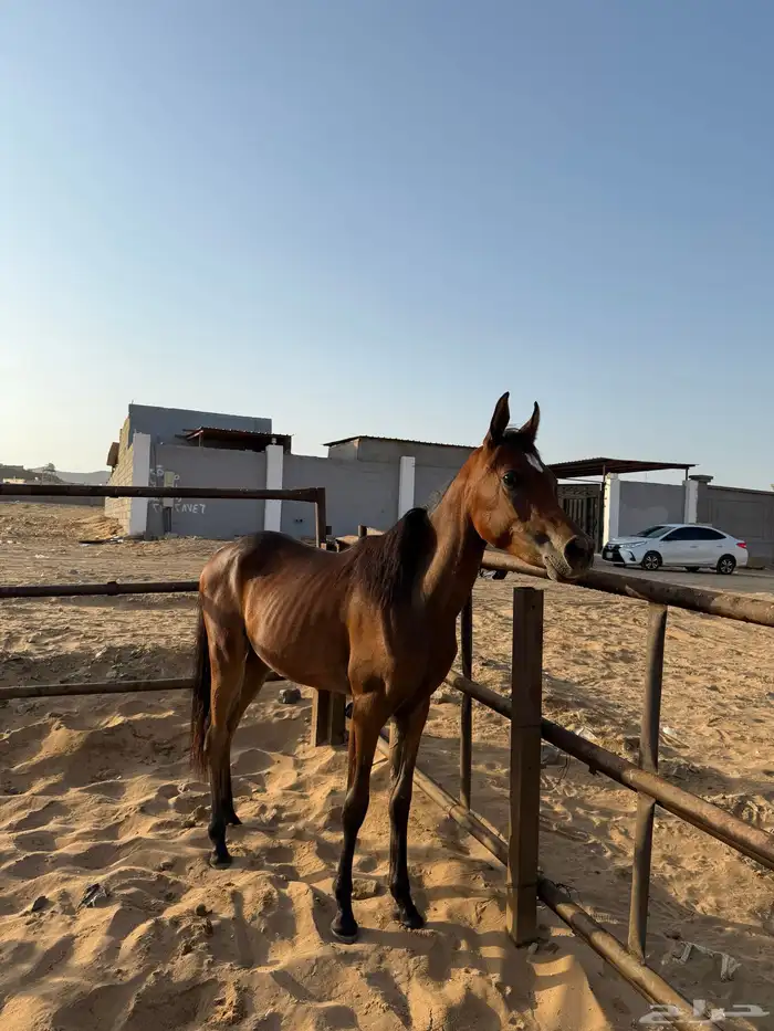 مهره مصريه بيور للبيع 2