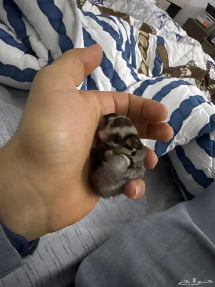 سنجاب أليف عمر شهرين 2
