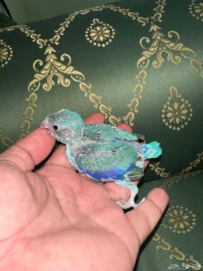 ميني روز بارتوليت 1