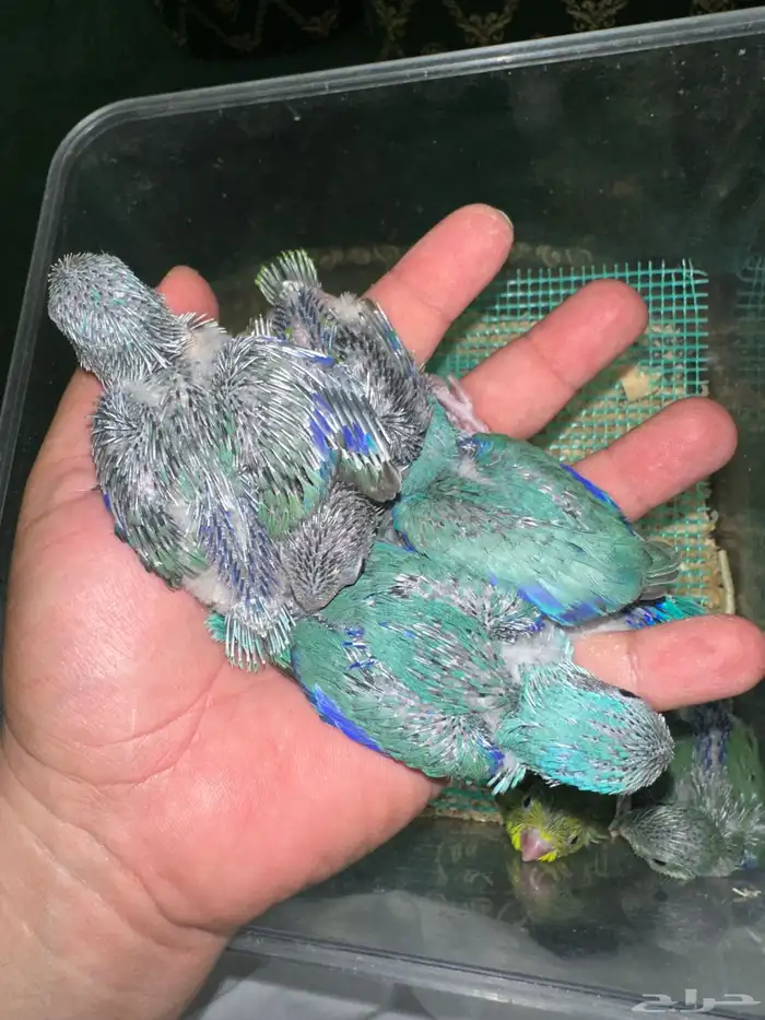 ميني روز بارتوليت 3