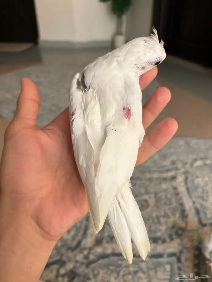 فروخ كروان ( بصمات - وبايد ) تصنيفات جميلة 5