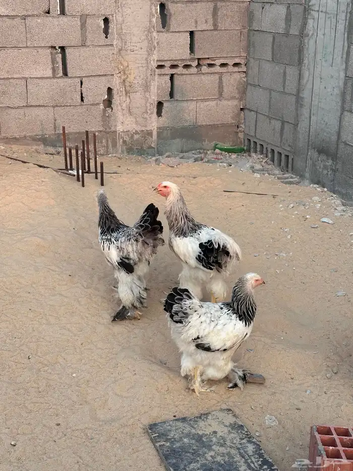 دجاج براهما 3