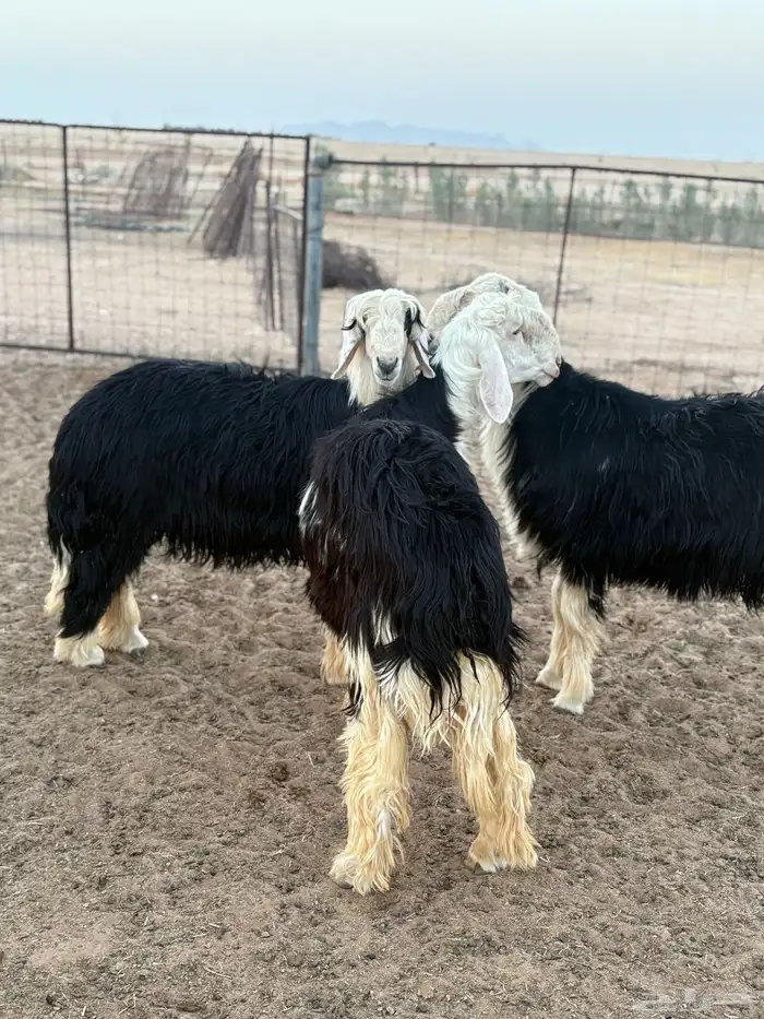 طليان نجد ذبايح 0