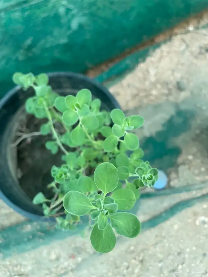 سطول وشتلات حبق نعناع ريحان وزاب 15