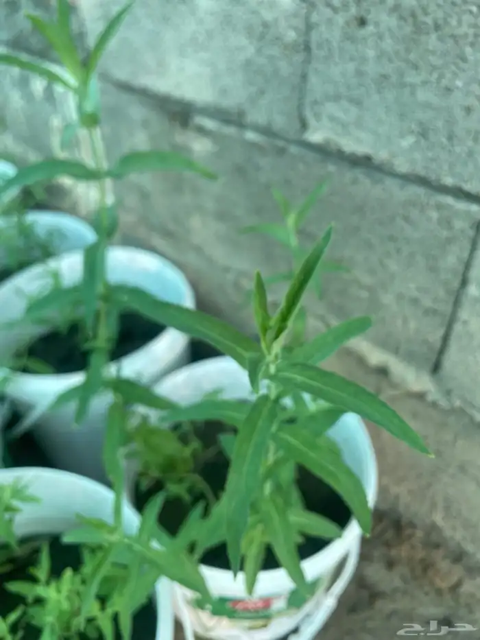 سطول وشتلات حبق نعناع ريحان وزاب 10