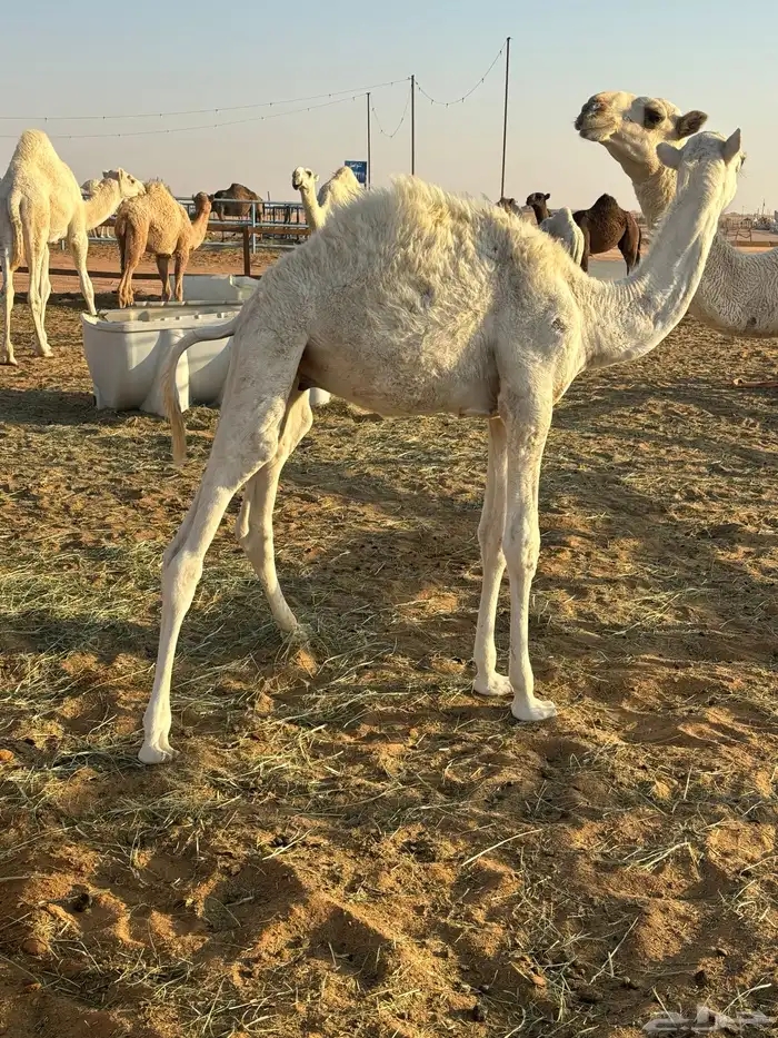 للبيع قعود 1