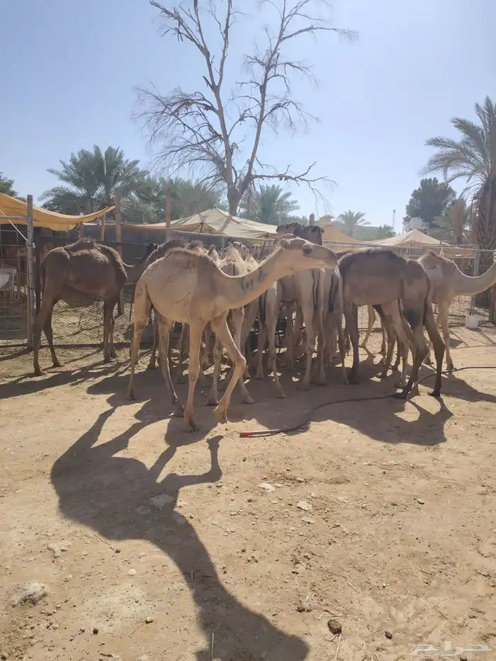 قعدان صومالية مفاريد جملة وتفريد 4