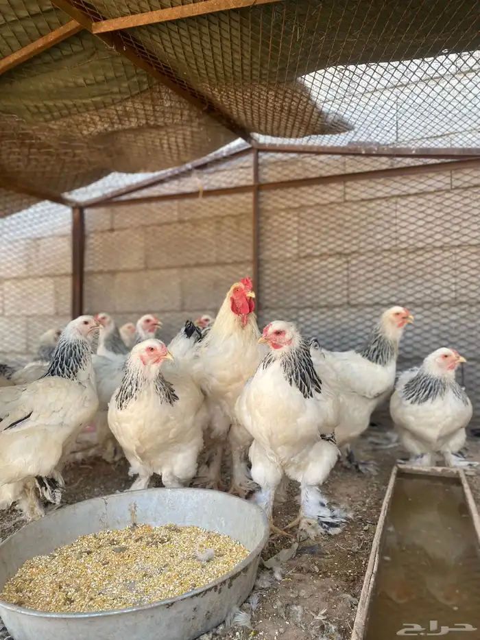 دجاج 4