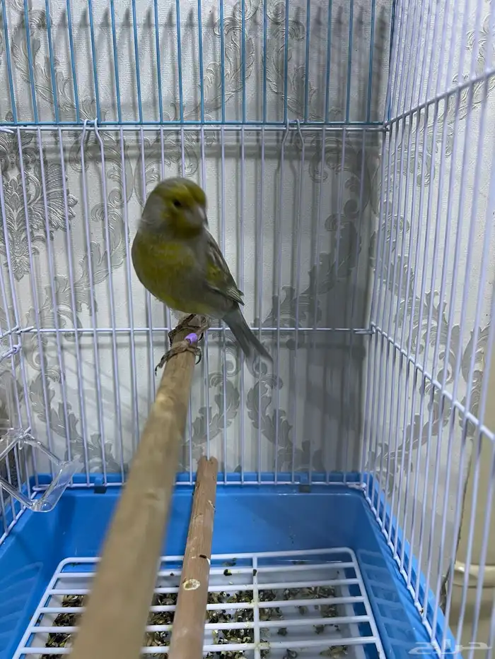 دكور كناري اوربي 6