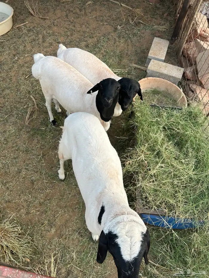 ببري وساكني 0
