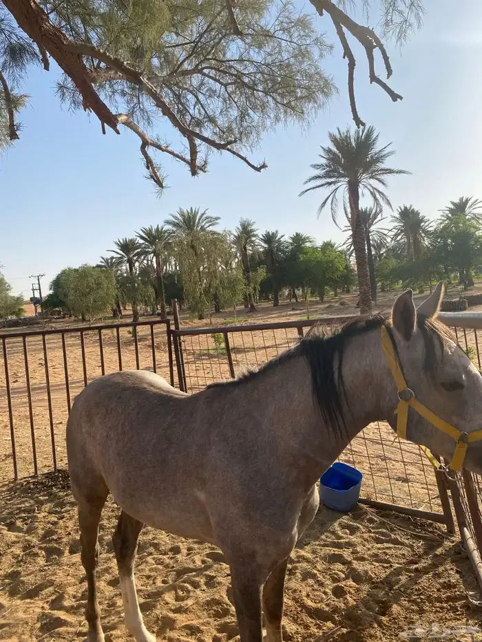 حصان شعبي 0