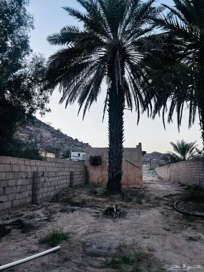 نخل للبيع 1