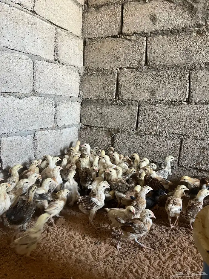 للبيع صوص دجاج بلدي 3
