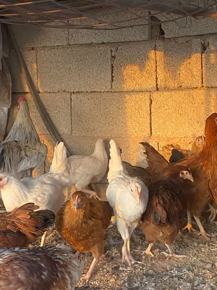 دجاج تركي 3
