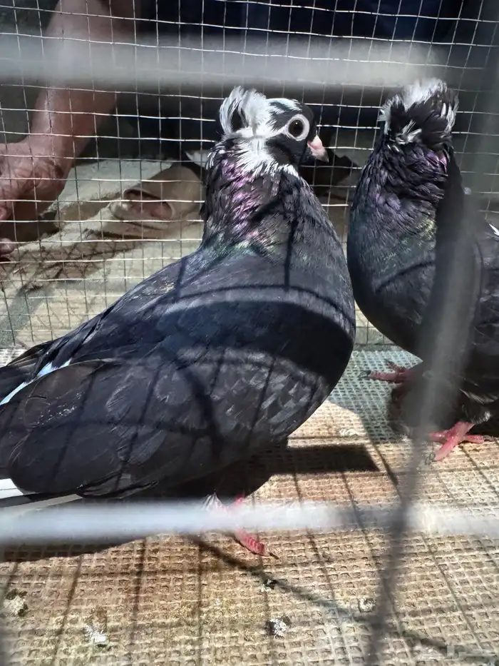 حمام 0