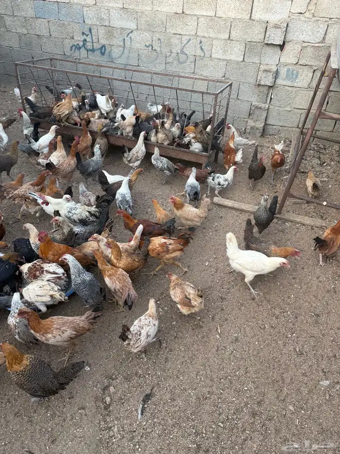 دجاج وديكة بلدي للبيع العمر 8اشهور 1