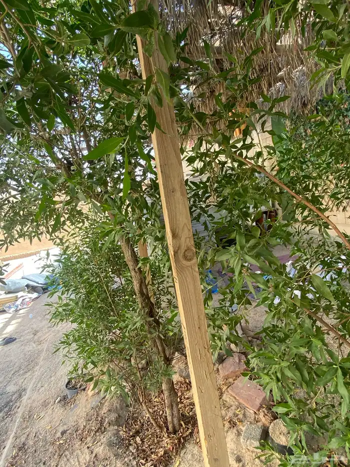 خشب مرابيع وكشافات واصلي ولمبات وكما في الصور 0