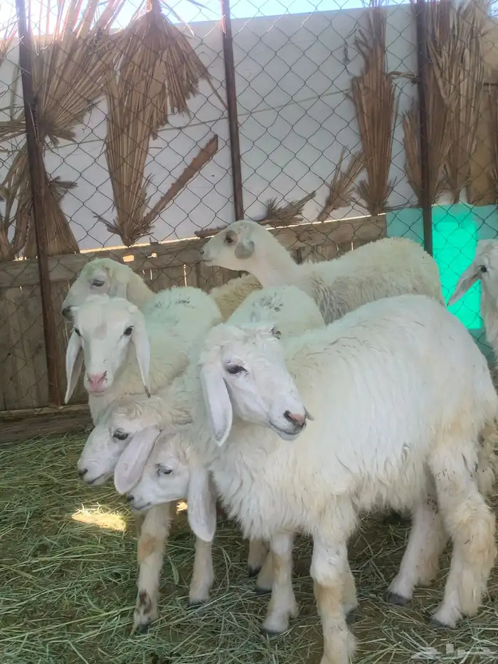 4 رخال 2 طلي 0