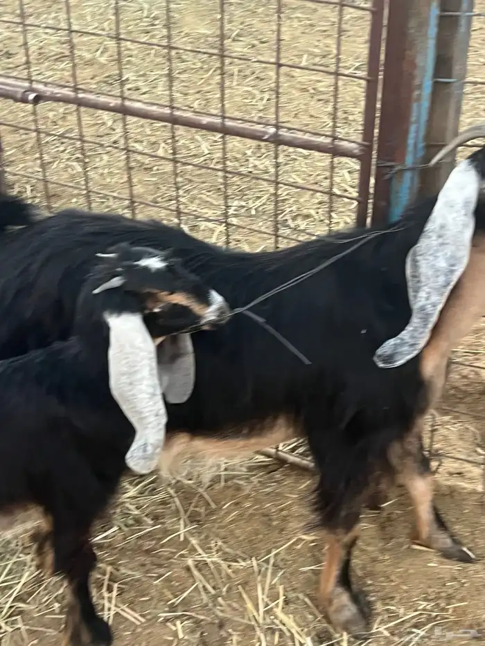 للبيع عنز تامه معها جفره 3