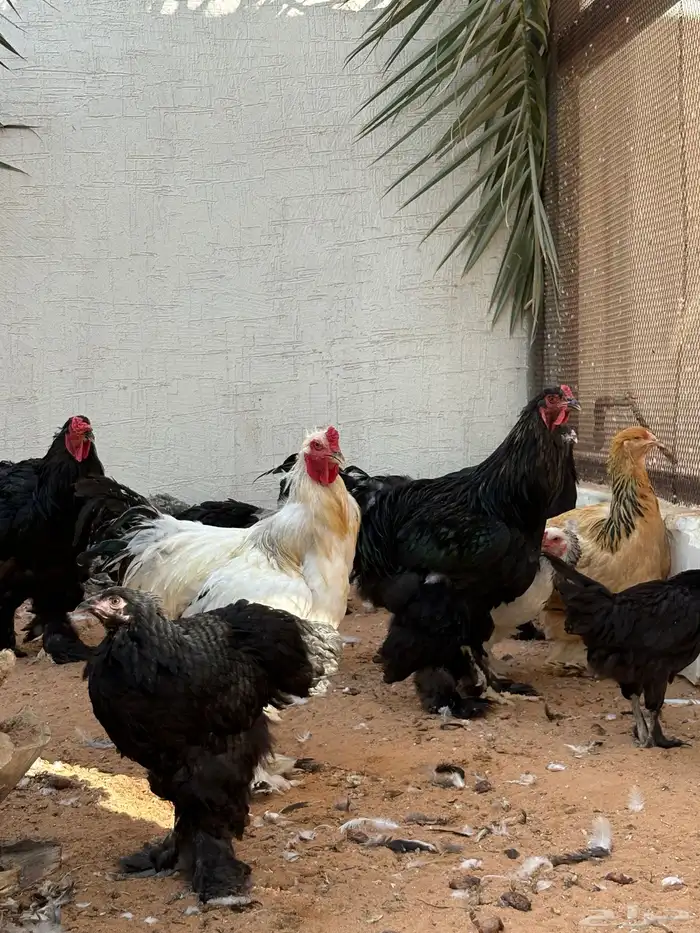 دجاج براهما 1