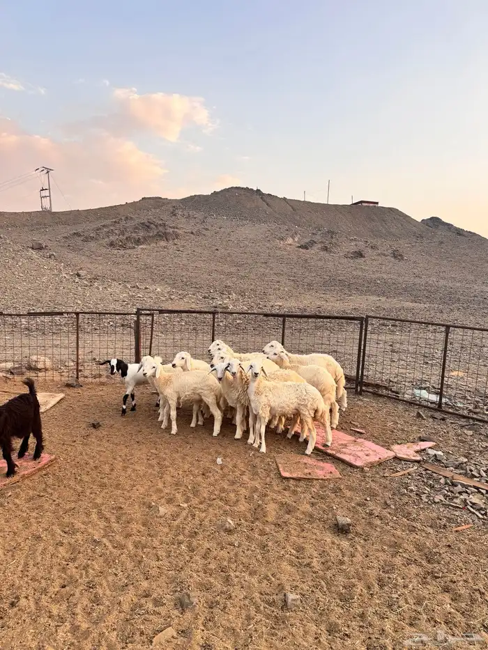 طليان ورخال 1