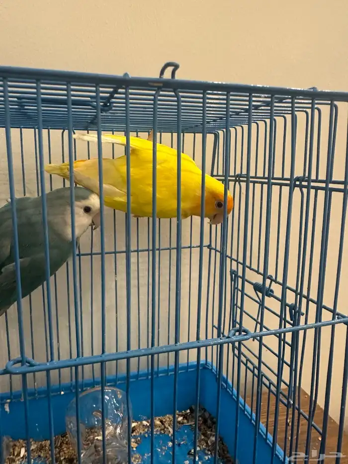 أنثى روز منتجه 0