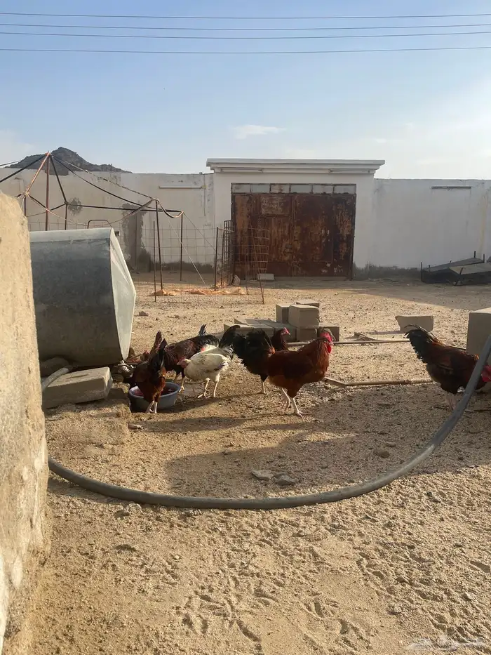 عرض دجاج فرنسي 8