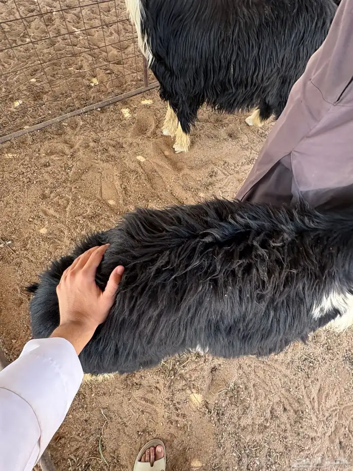 طليان نجد ذبايح 5