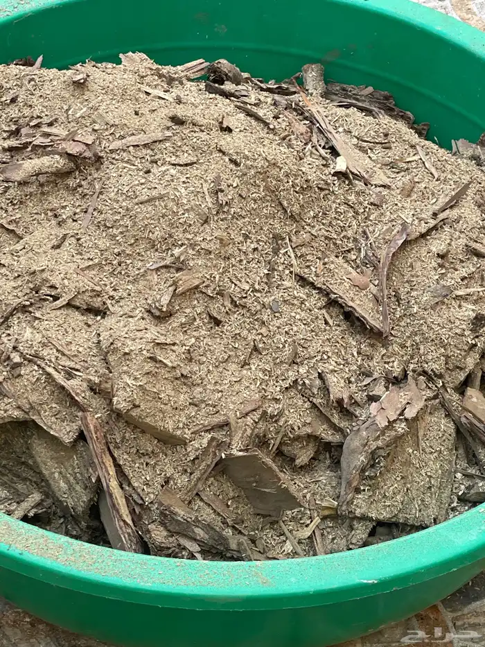 حطب من شجرة زيتون للبيع مع برادة الخشب 1